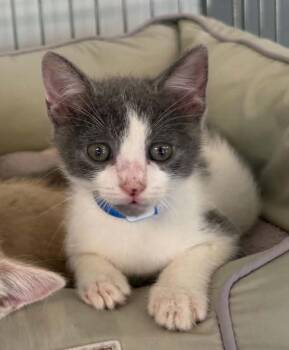 Christian -  Domestic Short Hair Cat for Adoption in Parma, Ohio - Christian | PetCurious