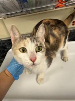 DOSIA -  Domestic Short Hair Cat for Adoption in Woodland, California - DOSIA | PetCurious