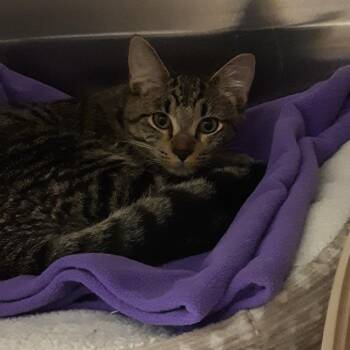 Carnation -  Domestic Short Hair Cat for Adoption in Spokane, Washington - Carnation | PetCurious