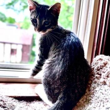 Avery -  Domestic Short Hair Cat for Adoption in Green Bay, Wisconsin - Avery | PetCurious