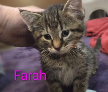 FARAH -  Domestic Short Hair Cat for Adoption in La Crescent, Minnesota - FARAH | PetCurious