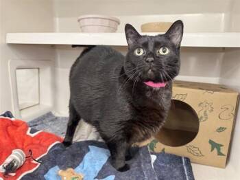 Domestic Short Hair Cats Available for Adoption in Brentwood, Missouri - CORA | PetCurious