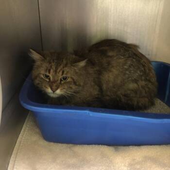 Boop -  Domestic Short Hair Cat Available for Adoption in Burlington, Ontario - Boop | PetCurious
