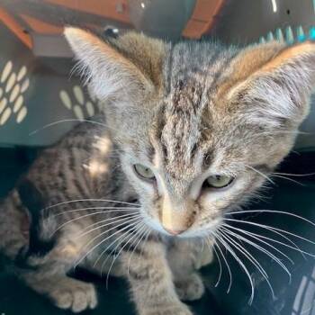 Linus - Chow Hound Northland -  Domestic Short Hair Cat for Adoption in Grand Rapids, Michigan - Linus - Chow Hound Northland | PetCurious
