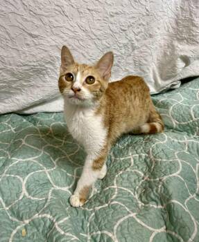 Rescue Domestic Short Hair Cats for Adoption in Gulfport, Mississippi - Toffee | PetCurious