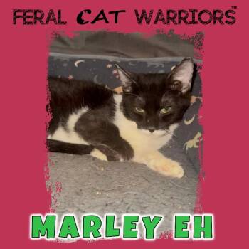 Rescue Domestic Short Hair Cats for Adoption in Kingman, Arizona - Marley EH | PetCurious