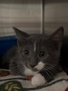 Yenny Penny (Petsmart) -  Domestic Short Hair Cat for Adoption in Ocala, Florida - Yenny Penny (Petsmart) | PetCurious