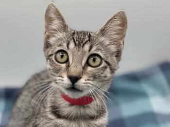 Raina -  Domestic Short Hair Cat for Adoption in Portland, Oregon - Raina | PetCurious