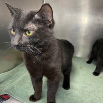 Jinx -  Domestic Short Hair Cat for Adoption in Roanoke, Virginia - Jinx | PetCurious