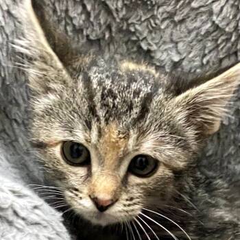 Rescue Domestic Short Hair Cats for Adoption in Richmond, California - PABBIE | PetCurious