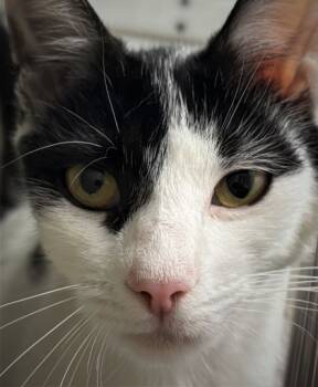 Rescue Domestic Short Hair Cats for Adoption in Cumming, Georgia - Branch 1476-25 | PetCurious