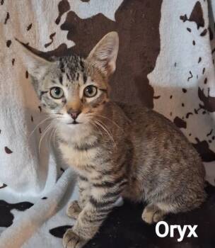 Rescue Domestic Short Hair Cats for Adoption in Lubbock, Texas - Oryx | PetCurious