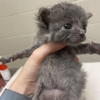 Silver -  Domestic Short Hair and Domestic Medium Hair Cat for Adoption in Bristol, Indiana - Silver | PetCurious