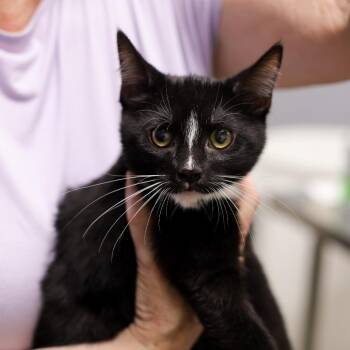 Saturn -  Domestic Short Hair Cat for Adoption in Los Angeles, California - Saturn | PetCurious