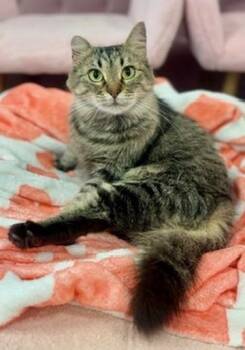 Portobello aka Little Ear -  Domestic Long Hair Cat for Adoption in Covington, Louisiana - Portobello Aka Little Ear | PetCurious