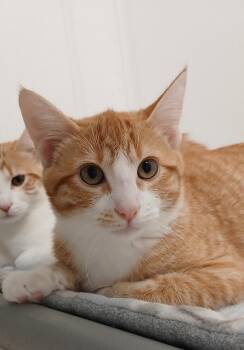 Milagro -  Tabby and Domestic Short Hair Cat for Adoption in Bay City, Michigan - Milagro | PetCurious