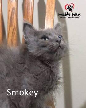 Smokey the Cat aka Gus -  Domestic Medium Hair Cat for Adoption in Council Bluffs, Iowa - Smokey The Cat Aka Gus | PetCurious