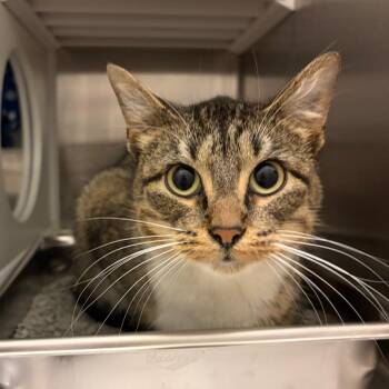 Nana -  Domestic Short Hair Cat for Adoption in Council Bluffs, Iowa - Nana | PetCurious