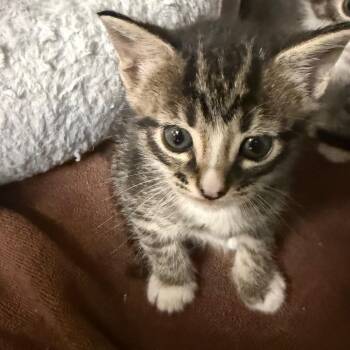 Naan 1677 -  Domestic Short Hair Cat Available for Adoption in Hamilton, Georgia - Naan 1677 | PetCurious