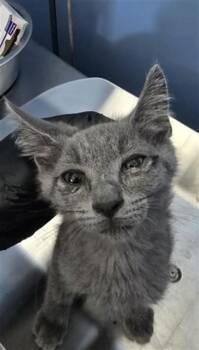 BRECK -  Domestic Short Hair Cat for Adoption in San Bernardino, California - BRECK | PetCurious