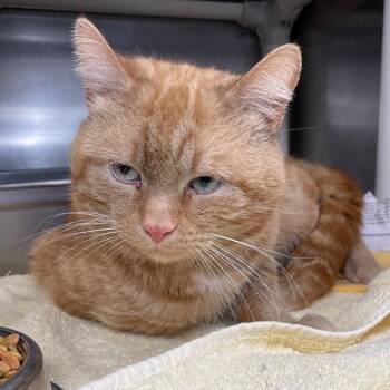 Domestic Short Hair Cats Available for Adoption - Macaroon | PetCurious