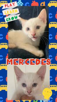 Mercedes -  Domestic Short Hair Cat for Adoption in Pasco, Washington - Mercedes | PetCurious