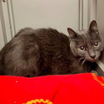 Coco -  Russian Blue Cat for Adoption in Ojai, California - Coco | PetCurious