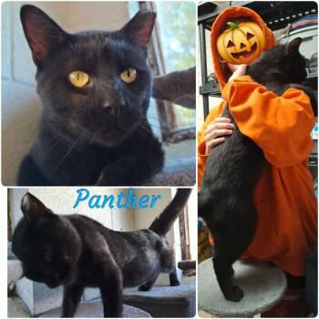 Panther - Big Boy -  Bombay and Domestic Short Hair Cat for Adoption in Wyandotte, Michigan - Panther - Big Boy | PetCurious