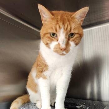 Billy -  Domestic Medium Hair Cat for Adoption in Ballston Spa, New York - Billy | PetCurious