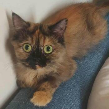 Rescue Persian and Himalayan Cats for Adoption in Brampton, Ontario - Jamie J | PetCurious