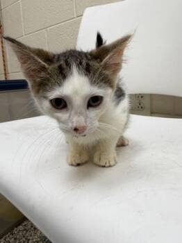 Brioche -  Domestic Short Hair Cat for Adoption in Westland, Michigan - Brioche | PetCurious