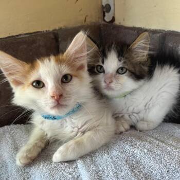 Atlanta -  Domestic Short Hair Cat for Adoption in Los Angeles, California - Atlanta | PetCurious