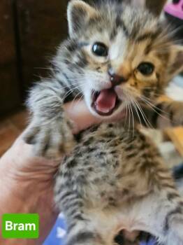 Bram -  Domestic Short Hair and Tabby Cat for Adoption in Poplar Grove, Illinois - Bram | PetCurious