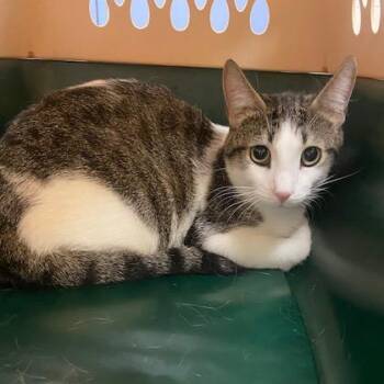 Billy -  Domestic Short Hair Cat for Adoption in Pittsburgh, Pennsylvania - Billy | PetCurious