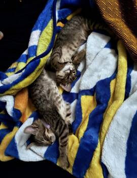 Rune Day Bonded With Roe Day -  Tabby and Domestic Short Hair Cat for Adoption in Chandler, Arizona - Rune Day Bonded With Roe Day | PetCurious