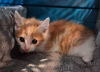 Domestic Short Hair Cats Available for Adoption in Chattanooga, Tennessee - Mango | PetCurious