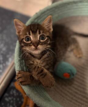 Bones -  Tabby Cat for Adoption in San Antonio, Texas - Bones | PetCurious
