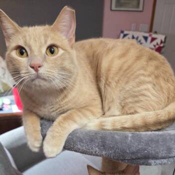 Rescue Domestic Short Hair Cats for Adoption in Kenosha, Wisconsin - Donut & Cocoa *Bonded Pair* | PetCurious