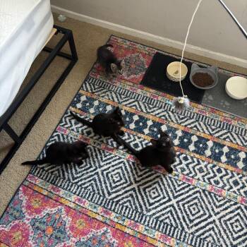 Nelson -  Domestic Short Hair Cat for Adoption in Chicago, Illinois - Nelson | PetCurious