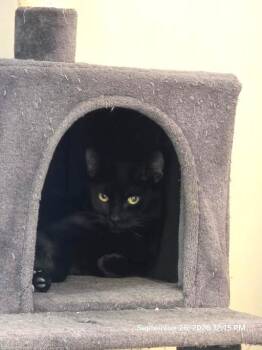 Princess -  Domestic Short Hair Cat for Adoption in Schaumburg, Illinois - Princess | PetCurious