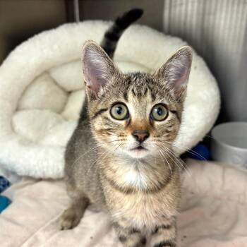 Terra -  Domestic Short Hair Cat for Adoption in Fort Lauderdale, Florida - Terra | PetCurious