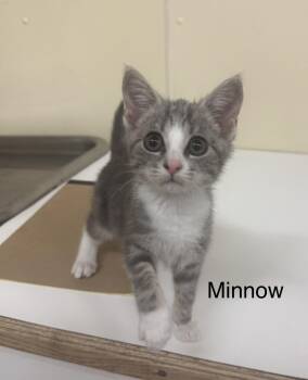 Minnow -  Domestic Short Hair Cat for Adoption in Ulster, Pennsylvania - Minnow | PetCurious