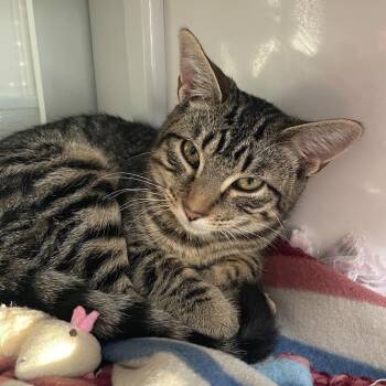 Taco -  Domestic Short Hair Cat for Adoption in Prescott, Arizona - Taco | PetCurious