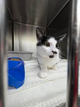 Domestic Short Hair Cats Available for Adoption in Burgaw, North Carolina - Panda | PetCurious