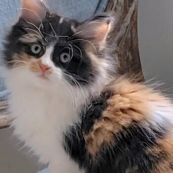 Rescue Domestic Long Hair Cats for Adoption in Wyandotte, Michigan - Holly | PetCurious