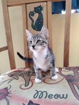 Tilly -  Tabby and Domestic Short Hair Cat for Adoption in Crescent City, Florida - Tilly | PetCurious