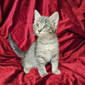 Broseph -  Domestic Short Hair and Tabby Cat for Adoption in Searcy, Arkansas - Broseph | PetCurious