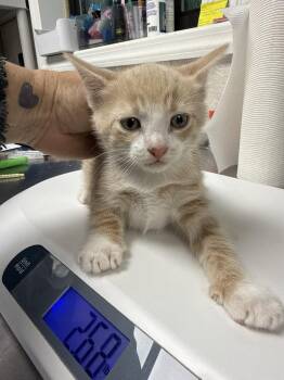 Kurt -  Domestic Short Hair Cat for Adoption in Pomona, New York - Kurt | PetCurious