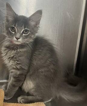 GESSICA -  Domestic Medium Hair Cat for Adoption - GESSICA | PetCurious