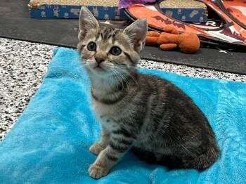 Tindra -  Domestic Short Hair Cat for Adoption in Raleigh, North Carolina - Tindra | PetCurious
